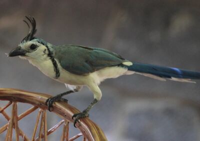 .інэ білаюгңы'их Урака вӥ Кэстарӥка'ьљ. ― A white-throated magpie-jay in Costa Rica.